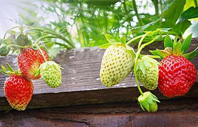 《宝可梦：朱＆紫》Switch2版4K高清截图 更美了！